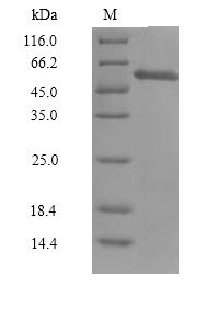 Human Cyclin-A1 Isoform 2 (CCNA1), partial Recombinant Protein, Homo sapiens (Human), Baculovirus, N-terminal 6xHis-tagged, 54.2 kDa, purity >≥ 90% as determined by SDS-PAGE.
