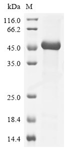 Rat Macrophage colony-stimulating factor 1 (Csf1), partial Recombinant Protein, Rattus norvegicus (Rat), E.coli, N-terminal 6xHis-KSI-tagged, 37.5 kDa, purity >≥ 85% as determined by SDS-PAGE.