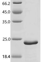 Mouse Myelin protein zero-like protein 2 (Mpzl2), partial Recombinant Protein - BioCrest Sci