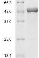 Pongo abelii Glial fibrillary acidic protein (GFAP) Recombinant Protein - BioCrest Sci