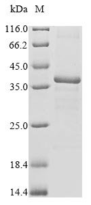 Burkholderia cepacia Phthalate dioxygenase reductase (ophA1) Recombinant Protein, Burkholderia cepacia (Pseudomonas cepacia), E.coli, N-terminal 6xHis-tagged, 39.7 kDa, purity >≥ 85% as determined by SDS-PAGE.