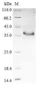 Human Interleukin-32 (IL32) Recombinant Protein, N-His-SUMOstar, Homo sapiens (Human), Yeast, N-terminal 6xHis-sumostar-tagged, 36.5 kDa, purity >≥ 85% as determined by SDS-PAGE.