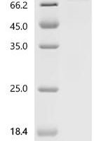 Macaca fascicularis Heat shock protein HSP 90-alpha (HSP90AA1), Biotinylated Recombinant Protein - BioCrest Sci