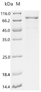 Human Calcium-activated chloride channel regulator 1 (CLCA1), partial Recombinant Protein, C-His, aa 22–695, Homo sapiens (Human), E.coli, C-terminal 6xHis-tagged, 80.6 kDa, purity >≥ 85% as determined by SDS-PAGE.