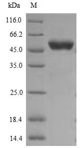 Human G2/mitotic-specific cyclin-B1 (CCNB1) Recombinant Protein, N-His, Homo sapiens (Human), Yeast, N-terminal 6xHis-tagged, 50.3 kDa, purity >≥ 85% as determined by SDS-PAGE.