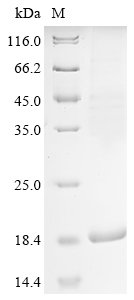 Human Sarcolipin (SLN) Recombinant Protein, Homo sapiens (Human), E.coli, N-terminal 6xHis-KSI-tagged, 19.1 kDa, purity >≥ 85% as determined by SDS-PAGE.