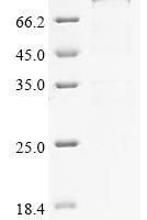 Mouse Elongation factor 2 (Eef2) Recombinant Protein, N-10His/C-Myc, aa 2–858, E.coli - BioCrest Sci
