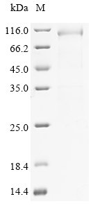 Mouse Elongation factor 2 (Eef2) Recombinant Protein, N-10His/C-Myc, aa 2–858, E.coli, Mus musculus (Mouse), E.coli, N-terminal 10xHis-tagged and C-terminal Myc-tagged, 102.6 kDa, purity >≥ 85% as determined by SDS-PAGE.
