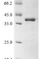 Juniperus ashei Pectate lyase 1 Recombinant Protein, Tag-Free, aa 22–367, E.coli - BioCrest Sci