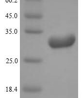 Mouse Kallikrein-8 (Klk8) Recombinant Protein, N-His, aa 33–260, Yeast - BioCrest Sci