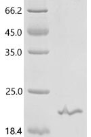 Mouse Proheparin-binding EGF-like growth factor (Hbegf), partial Recombinant Protein, C-His - BioCrest Sci