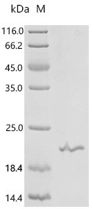 Mouse Proheparin-binding EGF-like growth factor (Hbegf), partial Recombinant Protein, C-His, Mus musculus (Mouse), E.coli, C-terminal 6xHis-tagged, 16.7 kDa, purity >≥ 90% as determined by SDS-PAGE.