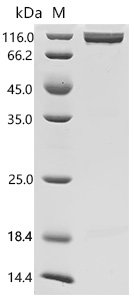 Human Disks large homolog 4 (DLG4) Recombinant Protein, C-10His, Mammalian cell, C-terminal 10xHis-tagged, 81.8 kDa, purity >≥ 90% as determined by SDS-PAGE.