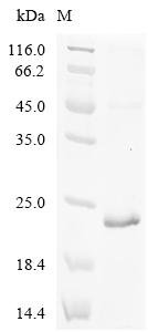 Human CDGSH iron-sulfur domain-containing protein 3, mitochondrial (CISD3) Recombinant Protein, Homo sapiens (Human), E.coli, C-terminal 6xHis-tagged, 19.7 kDa, purity >≥ 85% as determined by SDS-PAGE.