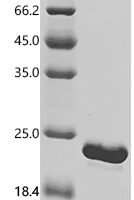 Human NADH dehydrogenase [ubiquinone] 1 alpha subcomplex subunit 5 (NDUFA5) Recombinant Protein, C-His - BioCrest Sci