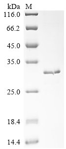 Mouse Amelogenin, X isoform (Amelx) Recombinant Protein, Mus musculus (Mouse), E.coli, N-terminal 10xHis-tagged and C-terminal Myc-tagged, 29.3 kDa, purity >≥ 85% as determined by SDS-PAGE.