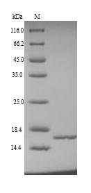 Human NHP2-like protein 1 (NHP2L1) Recombinant Protein, Homo sapiens (Human), Yeast, N-terminal 6xHis-tagged, 16.0 kDa, purity >≥ 90% as determined by SDS-PAGE.
