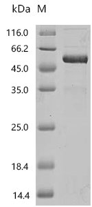 Human Transmembrane protein PVRIG (PVRIG), partial, Biotinylated Recombinant Protein, Homo sapiens (Human), Mammalian cell, C-terminal hFc1-Avi-tagged, 44.3 kDa, purity >≥ 85% as determined by SDS-PAGE.