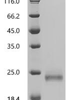 Sesamum indicum 2S albumin(LOC105174067) Recombinant Protein, C-His - BioCrest Sci