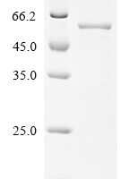 Saccharomyces cerevisiae Saccharopepsin (PEP4) Recombinant Protein, N-His-SUMO - BioCrest Sci