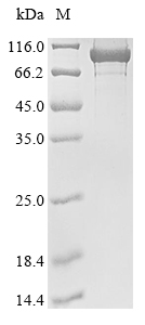 Escherichia coli DNA gyrase subunit A (gyrA) (D87G) Recombinant Protein, Escherichia coli(strain K12), E.coli, N-terminal 10xHis-tagged, 102.8 kDa, purity >≥ 85% as determined by SDS-PAGE.