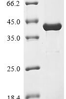 Mouse Kallikrein 1-related peptidase b5 (Klk1b5) Recombinant Protein - BioCrest Sci