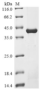 Mouse Kallikrein 1-related peptidase b5 (Klk1b5) Recombinant Protein, Mus musculus (Mouse), E.coli, N-terminal 6xHis-SUMO-tagged, 39.1 kDa, purity >≥ 85% as determined by SDS-PAGE.