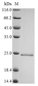Bovine Granulocyte-macrophage colony-stimulating factor (CSF2) Recombinant Protein, Bos taurus (Bovine), Yeast, C-terminal 6xHis-Myc-tagged, 18 kDa, purity >≥ 90% as determined by SDS-PAGE.