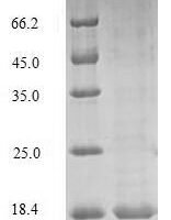 Mouse Prion-like protein doppel (Prnd) Recombinant Protein - BioCrest Sci