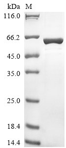 Human IgA-inducing protein homolog (IGIP) Recombinant Protein, N-terminal?His-TF, Homo sapiens (Human), Baculovirus, N-terminal?6xHis-TF-tagged, 56.6 kDa, purity >≥ 85% as determined by SDS-PAGE.