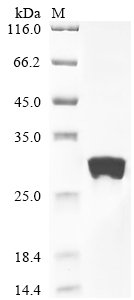 Human cytomegalovirus Envelope glycoprotein L (gL) Recombinant Protein, N-10His, Human cytomegalovirus (strain Merlin) (HHV-5) (Human herpesvirus 5), E.coli, N-terminal 10xHis-tagged, 31.1 kDa, purity >≥ 90% as determined by SDS-PAGE.