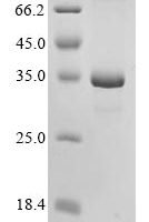 Mouse Granzyme K (Gzmk) Recombinant Protein, N-10His/C-Myc - BioCrest Sci