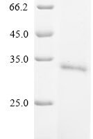 Bovine Bone morphogenetic protein 4 (BMP4) Recombinant Protein - BioCrest Sci