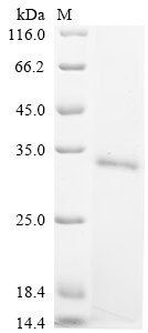 Bovine Bone morphogenetic protein 4 (BMP4) Recombinant Protein, Bos taurus (Bovine), Yeast, N-terminal RbFc-tagged, 39.4 kDa, purity >≥ 90% as determined by SDS-PAGE.