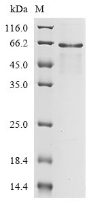 Enterobacteria phage M13 Attachment protein G3P (III) Recombinant Protein, N-10His, Enterobacteria phage M13 (Bacteriophage M13), E.coli, N-terminal 10xHis-tagged, 48.6 kDa, purity >≥ 85% as determined by SDS-PAGE.