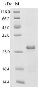 Human A-kinase anchor protein 4 (AKAP4), partial Recombinant Protein, E.coli, C-terminal 6xHis-tagged, 21.1 kDa, purity >≥ 85% as determined by SDS-PAGE.