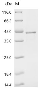 Rat Ly6/PLAUR domain-containing protein 3 (Lypd3) Recombinant Protein, C-His, Rattus norvegicus (Rat), E.coli, C-terminal 6xHis-tagged, 38.1 kDa, purity >≥ 90% as determined by SDS-PAGE.