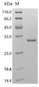 Mouse Neutrophil elastase (Elane) Recombinant Protein, C-His, Mus musculus (Mouse), E.coli, C-terminal 6xHis-tagged, 33.0 kDa, purity >≥ 85% as determined by SDS-PAGE.