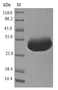 Escherichia coli Ditrans,polycis-undecaprenyl-diphosphate synthase ( (2E,6E)-farnesyl-diphosphate specific) (ispU) Recombinant Protein, Escherichia coli (strain K12), E.coli, N-terminal 6xHis-tagged, 32.4 kDa, purity >≥ 90% as determined by SDS-PAGE.