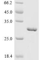 Human Ras-related protein Rap-1A (RAP1A) Recombinant Protein - BioCrest Sci