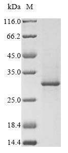 Pig Rhodopsin (RHO), partial Recombinant Protein, N-GST/C-His, Sus scrofa (Pig), Mammalian cell, N-terminal GST-tagged and C-terminal 6xHis-tagged, 34.2 kDa, purity >≥ 85% as determined by SDS-PAGE.