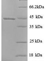 Chicken Uncharacterized protein Recombinant Protein - BioCrest Sci