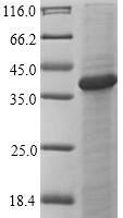 Mouse C-type lectin domain family 4 member A (Clec4a), partial Recombinant Protein - BioCrest Sci