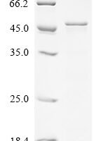 Drosophila melanogaster Cyclin-dependent kinase 12 (Cdk12), partial Recombinant Protein - BioCrest Sci