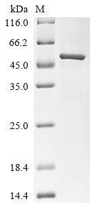 Macaca fascicularis Paraneoplastic antigen Ma2 homolog (PNMA2) Recombinant Protein, N-10His/C-Myc, Macaca fascicularis (Crab-eating macaque) (Cynomolgus monkey), E.coli, N-terminal 10xHis-tagged and C-terminal Myc-tagged, 48.8 kDa, purity >≥ 85% as determined by SDS-PAGE.