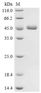 Human Interleukin-2 (IL2), Biotinylated Recombinant Protein, Homo sapiens (Human), Mammalian cell, N-terminal hFc1-tagged and C-terminal Avi-tagged, 43.6 kDa, purity >≥ 95% as determined by SDS-PAGE.≥ 95% as determined by SEC-HPLC.