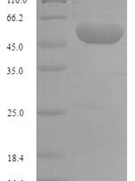 Pongo abelii C-1-tetrahydrofolate synthase, Cytoplasmic domain (MTHFD1), partial Recombinant Protein - BioCrest Sci