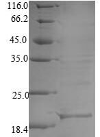 Haliotis laevigata Perlwapin Recombinant Protein, N-10His/C-Myc - BioCrest Sci