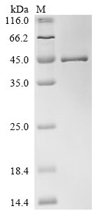Human Lipoyltransferase 1, mitochondrial (LIPT1) Recombinant Protein, C-His, Homo sapiens (Human), E.coli, C-terminal 6xHis-tagged, 46.6 kDa, purity >≥ 90% as determined by SDS-PAGE.