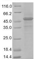 Mouse Heat-stable enterotoxin receptor (Gucy2c), partial Recombinant Protein - BioCrest Sci